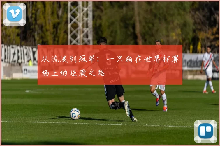 从流浪到冠军:一只狗在世界杯赛场上的逆袭之路